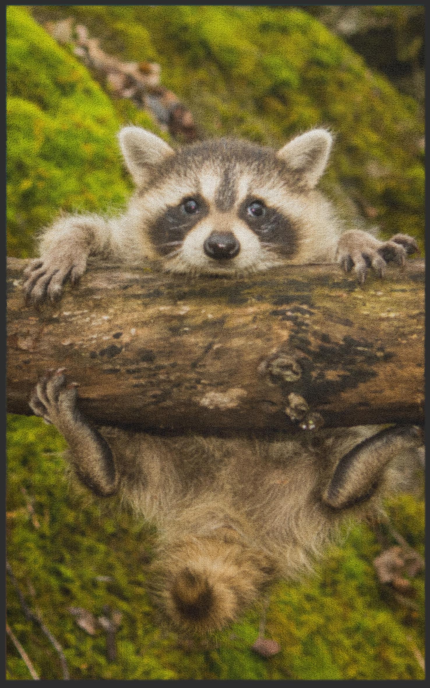 Fussmatte Waschbär 7079