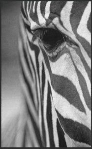 Fussmatte Zebra 7138-Matten-Welt